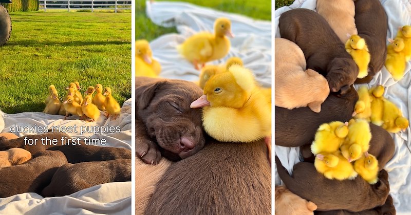 baby animals puppies ducklings ducks cute puppies wholesome animals animal cuddles Animals - 47089925