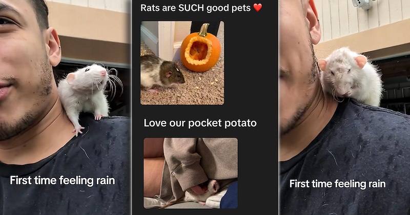 wholesome pet parents pets pet rats cute domesticated rodents viral animal videos rodents animals Animals - 47090181