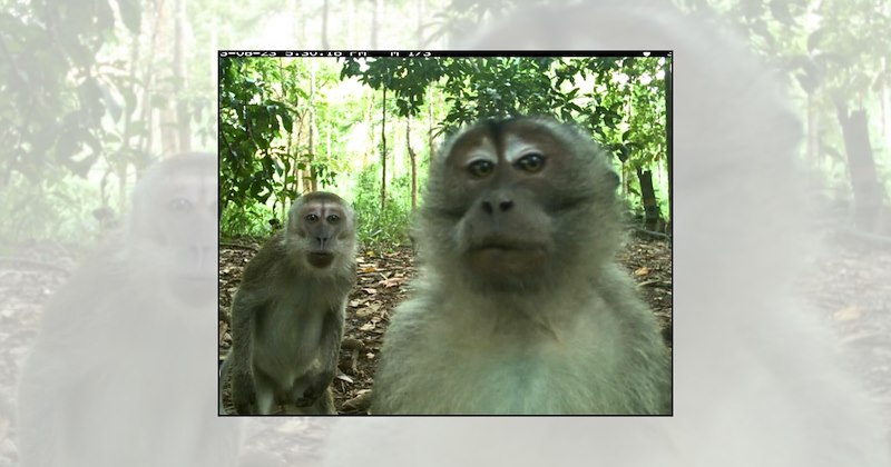 Animals wild animal pictures funny animal pictures trail camera wildlife photography wildlife funny wildlife trail cam photos - 47091205