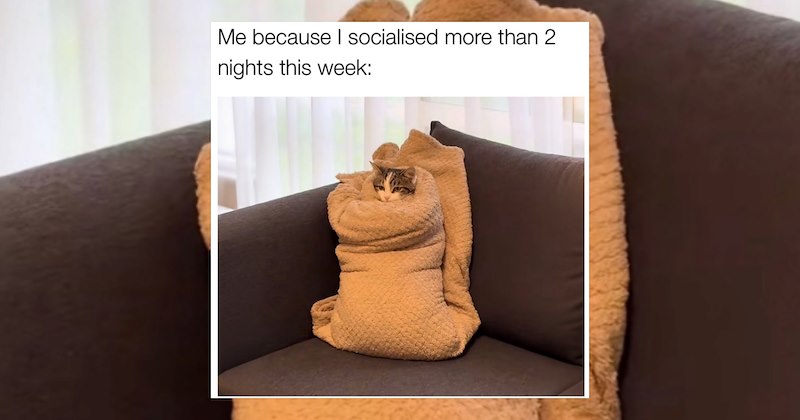 dogs adorable animals cute animals wholesome animals funny animal memes acting like animals animal memes Cats funny animals animals Animals - 47093765