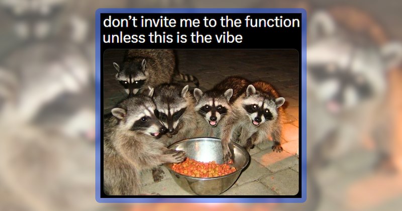30 animal memes | thumbnail includes one meme including 'don't invite me to the function unless this is the vibe'