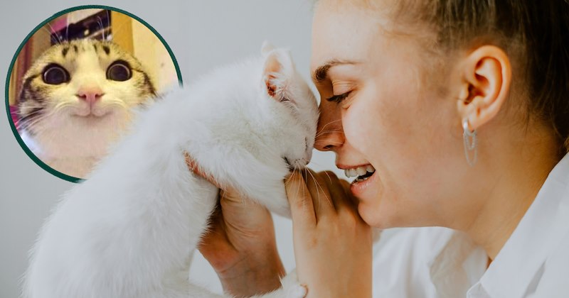 Information and commentary about a recent study on cats and a country's happiness | Thumbnail includes one picture of a Happy woman holding her white kitten with a joyful cat meme in the background