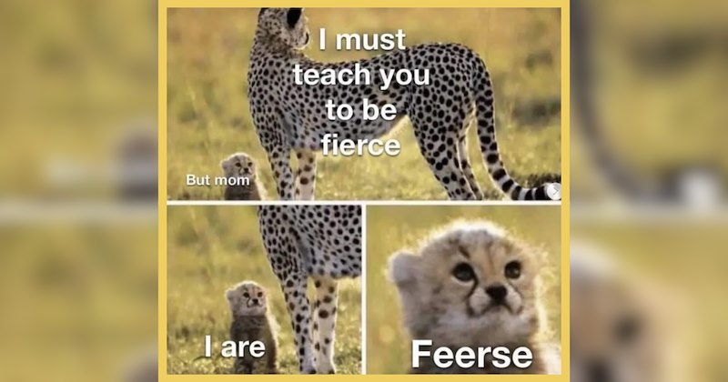 A Hurricane of Wild Animal Memes For Full Midweek Meltdowns 