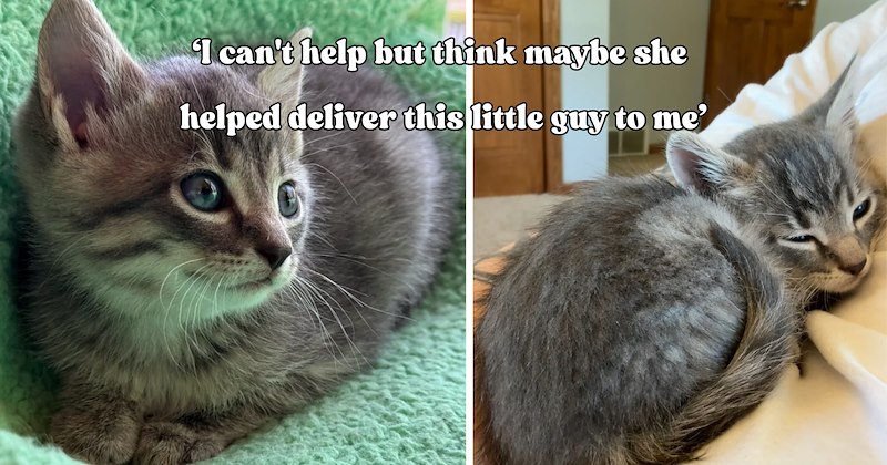 34 pictures of cats and text | thumbnail includes two pictures of a cat and one picture of text including '‘I can't help but think maybe she helped deliver this little guy to me’' 