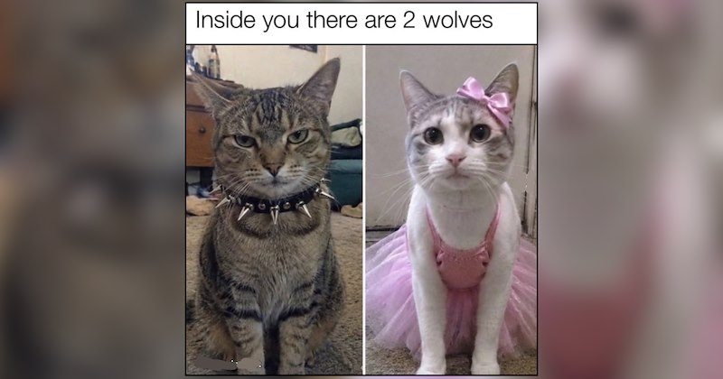 The Chronicles of Cat Memes for Nostalgic Adults Missing the Magic of Childhood