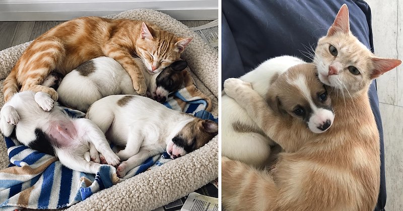 story about a mom cat who lost her babies adopting four orphaned puppies | thumbnail includes two pictures of an orange cat cuddling with puppies 