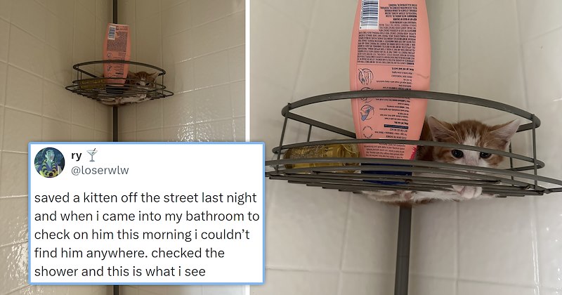 viral cat tweets from X | thumbnail includes one picture of a kitten lying on a shower shelf and one tweet '@loserwlw saved a kitten off the street last night and when i came into my bathroom to check on him this morning i couldn't find him anywhere. checked the shower and this is what i see'