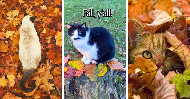 22 cat pictures | thumbnail includes 3 pictures of cats in fallen leaves, one including 'Fall, y'all!'