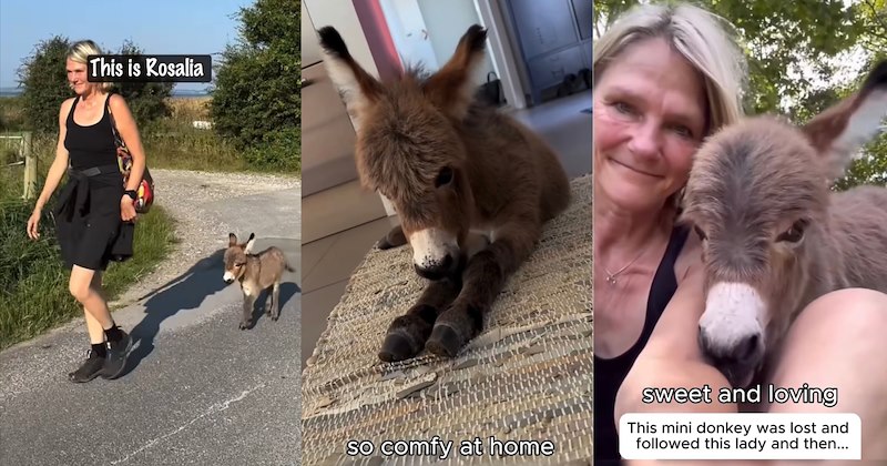 Story of miniature donkey rescue and adoption onto farm | Thumbnail includes one picture of a woman and miniature donkey walking including 'This is Rosalia', one picture of a miniature donkey including 'so comfy at home', and one picture of a woman and miniature donkey including 'sweet and loving'