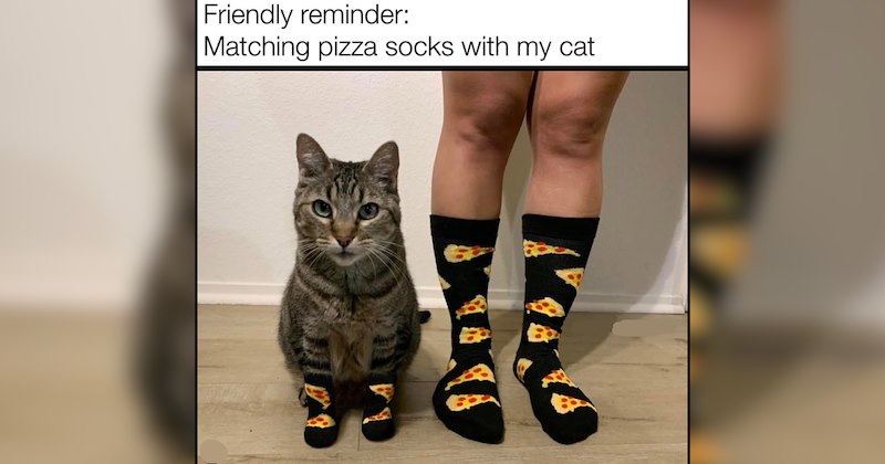20 Cats Making Furry Friends Outside the Feline Family