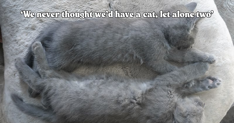 21 pictures of cats and text | thumbnail includes two pictures of cats and one picture of text including '‘We never thought we’d have a cat, let alone two’'
