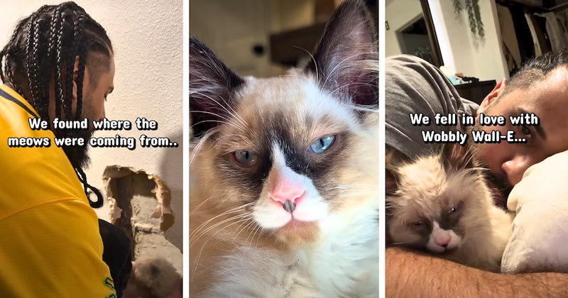 34 cat video screenshots, 1 video | thumbnail includes 3 cat video screenshots, one including 'We found where the meows were coming from..', and one including 'We fell in love with Wobbly Wall-E...'