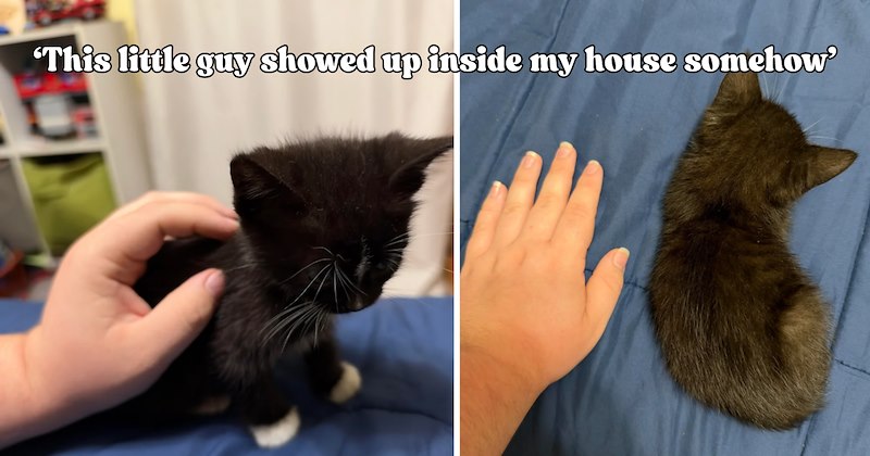 20 pictures of cats and text | thumbnail includes two pictures of a cat and one picture of text including '‘This little guy showed up inside my house somehow’' 