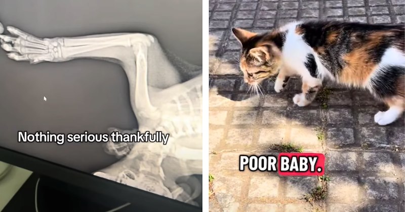 22 kitten pictures with text, 1 video | thumbnail includes one kitten picture including 'Nothing serious thankfully', and one kitten picture including 'POOR BABY.'
