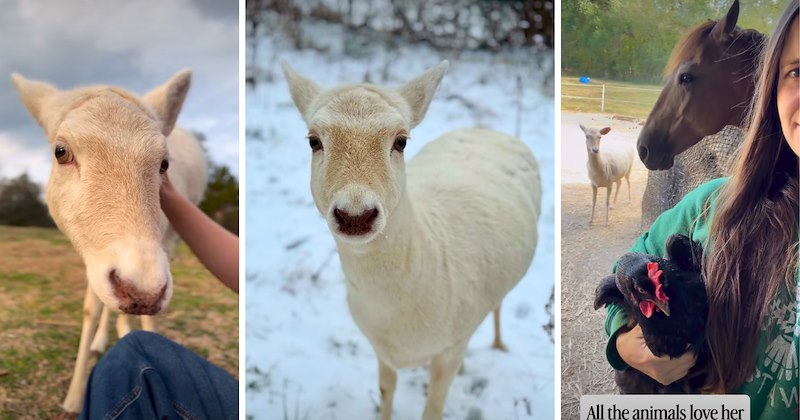 44 deer pictures, 1 video | thumbnail includes 3 deer pictures, one including 'All the animals love her'