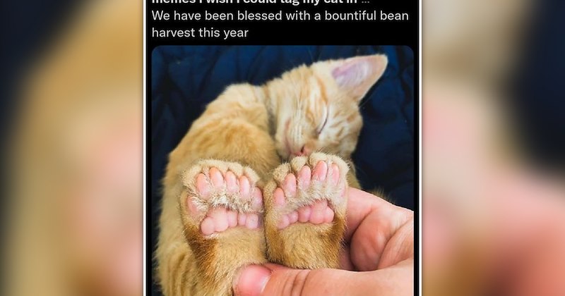 wholesome and funny cat memes | thumbnail includes one meme of an orange kitten with a lot of toe beans sleeping 'We have been blessed with a bountiful bean harvest this year'