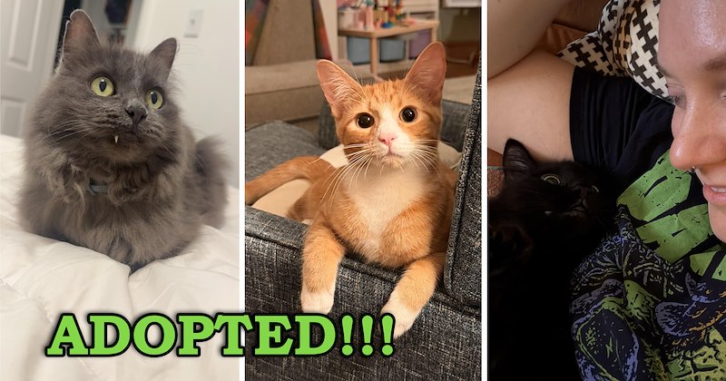 stories of cats getting adopted | thumbnail includes three pictures inclduing a gray cat with a single prominent tooth and an orange kitten sitting in a funny position and a black kitten snuggling up to a woman's face 'Adopted!!!'