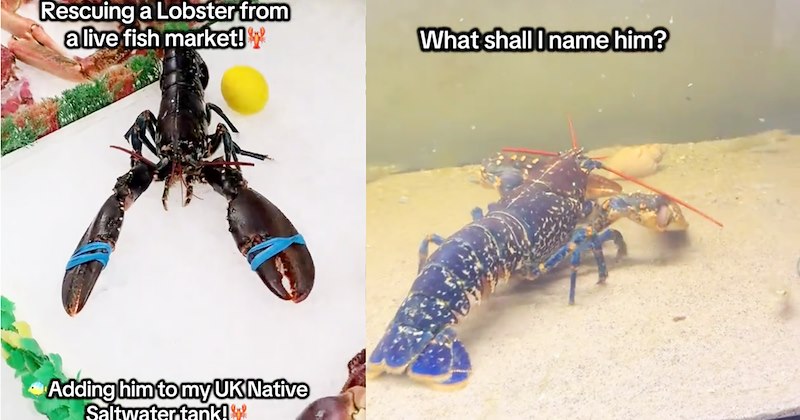 Aquatic animal lover rescues cute crustacean from fish market raising awareness for new anti-boiling laws for Lobsters | thumbnail includes two images one image shows a lobster on an ice table at fish market ‘rescuing a lobster from a live fish market!’ ‘Adding him to my UK Native Saltwater tank!’, the other image shows a blue lobster in a fish tank ‘What shall i name him?’