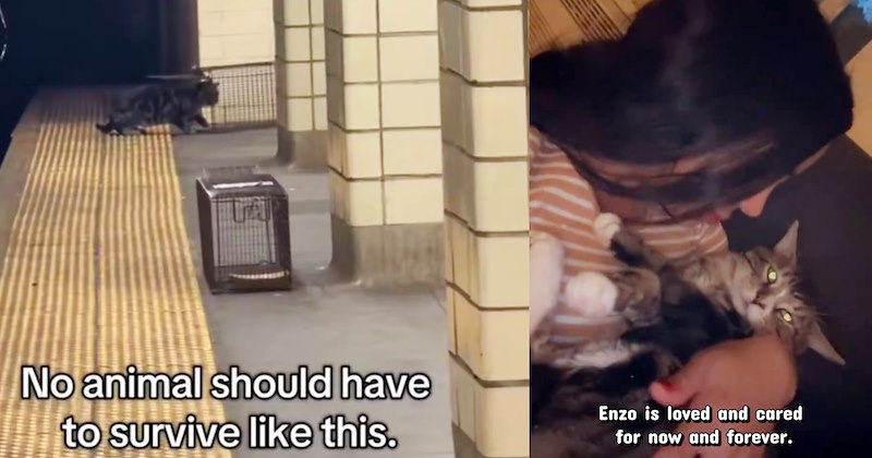 Rescuer who saved stray subway cat ignored by millions of commuters gives heartwarming update from Enzo’s furever home | thumbnail includes two images one image shows a black tabby cat walking into trap on subway platform ‘No animal should have to survive like this.’, the other image shows a woman cradling a tabby cat ‘Enzo is loved and cared for now and forever’