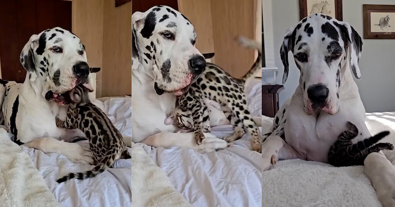 Bengal kitten and Great Dane playing in cute video | Thumbnail includes three pictures of a bengal kitten playing with a great dane 
