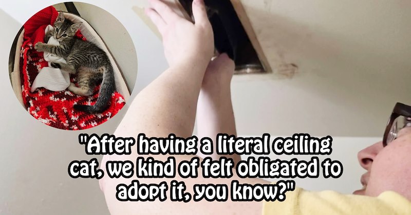 2 week old stray kitten gets furever home after meowing at new pawrents from surprising hiding spot | thumbnail includes one image which shows a kitten curled up in cat bed and person reaching up towards ceiling vent ‘“After having a literal ceiling cat, we kind of felt obligated to adopt it, you know?”’