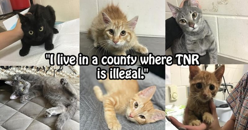 Cat lover who TNRed 20+ stray cats confronted by cat lady for ‘stealing’ her fur babies | thumbnail includes one image which shows several kittens in vet clinic ‘“I live in a country where TNR is illegal.”’