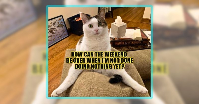 74 cat memes, 13 animal memes | thumbnail includes one cat meme including 'HOW CAN THE WEEKEND BE OVER WHEN I'M NOT DONE DOING NOTHING YET?'