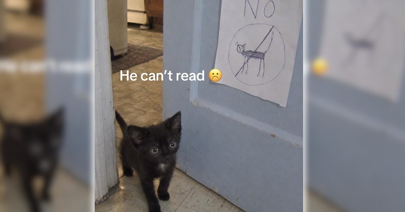 wholesome hilarious funny memes purrfect Memes cute cats funny cats feline hissterical funny felines Cats funny animals pawdorable cat memes Cats - 47112453