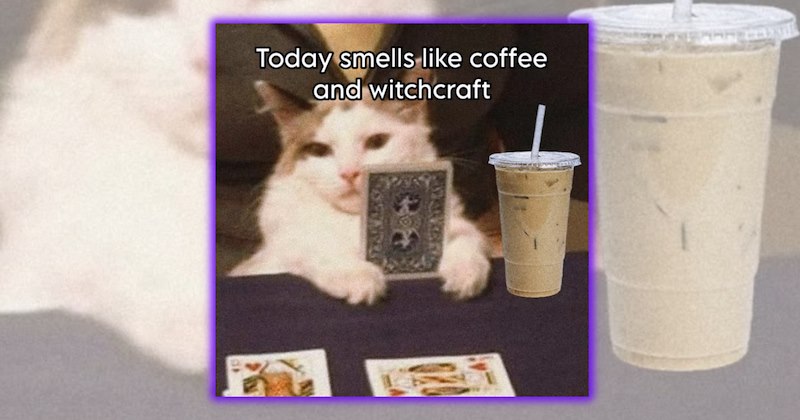 spooky cat memes spooky season black cats halloween funny cats cat memes Cats - 47112709