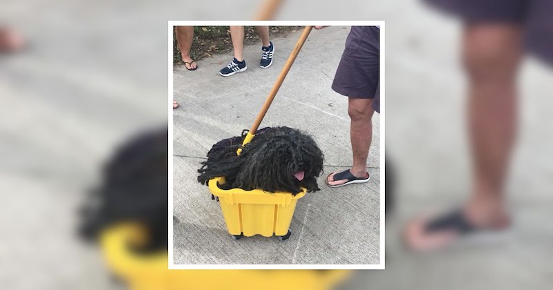 halloween costumes dogs adorable life with pets feel good pets creative costumes comedy pawrents costumes for dogs pet owners animals soft animal Pets - 47114501