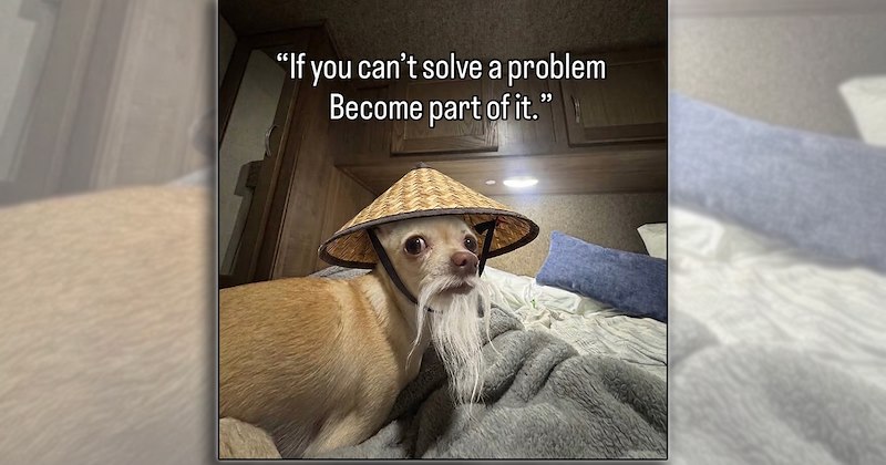 humor dogs pet parents pets dog breeds comedy Cats funny animals Funny Animals - 47117573