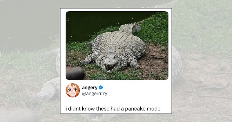 Animals wild animal memes funny animal memes animal kingdom silly animal memes funny wildlife - 47119109