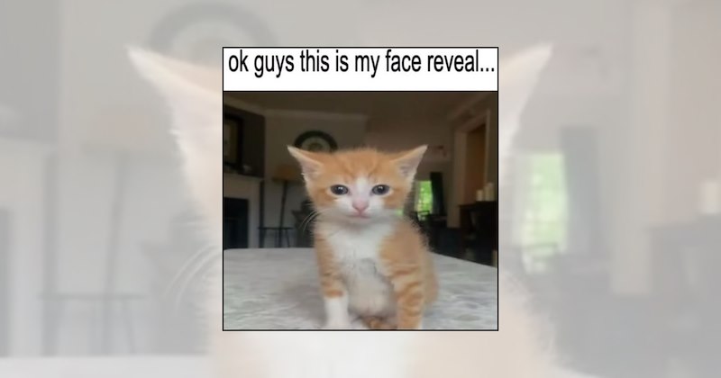 funny kittens tiny cats adorable kittens soft kitten memes wholesome cat memes cute kittens wholesome kittens kitten memes cat memes baby cats cat lovers Cats - 47119877