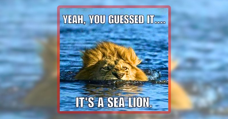 26 animal memes | thumbnail includes one meme including 'YEAH, YOU GUESSED IT.... IT'S A SEA LION.'