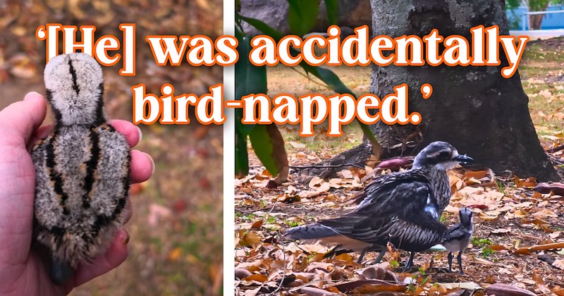 11 bird pictures, 7 text pictures, 1 video | thumbnail includes 2 pictures of birds, and ‘[He] was accidentally bird-napped.’