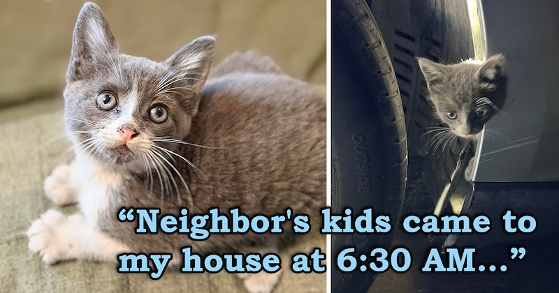 story about kids telling their neighbors to save a cat they found trapped inside of a car and the unique kitten getting rescued | thumbnail includes one picture of a kitten peeking its head from inside a car and a unique looking brown and white cat 'Neighbor's kids came to my house at 6:30 AM'