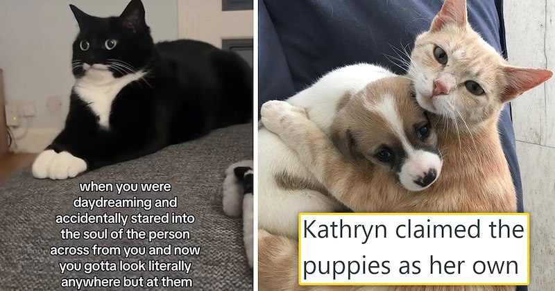 The best tweets memes and stories from ICanHasCheezbuger this week | thumbnail includes one picture of a cat hugging a puppy 'Kathryn calimed the puppies as her own' and a meme of a black and white cat staring into the void 'Ο when you were daydreaming and accidentally stared into the soul of the person across from you and now you gotta look literally anywhere but at them'