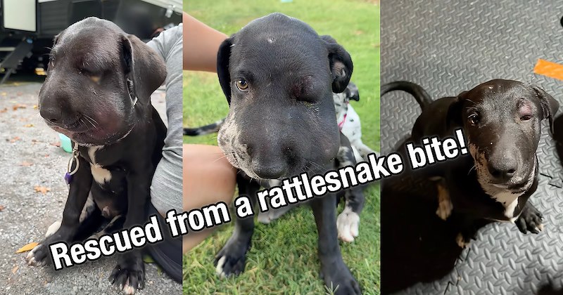 optimistic wholesome viral videos dogs pet parents fur family pets puppies pet adoption doggos uplifting rattlesnake bite happy dog adoption animals Dog Rescue hopecore rescue Rescues & Adoption - 47126533