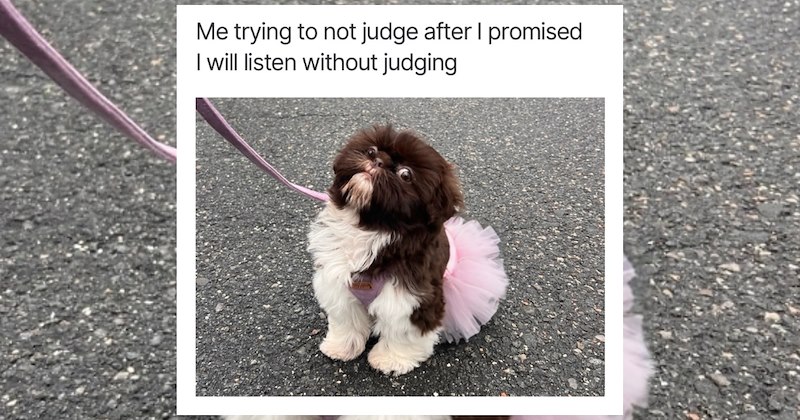 dogs cute dogs doggy dog memes funny dog memes cute Memes doggos doggo funny dogs funny Doggos - 47127045