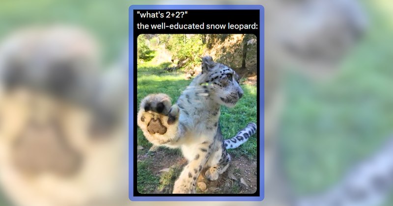 25 big cat memes | thumbnail includes one meme including '"what's 2+2?" the well-educated snow leopard:'