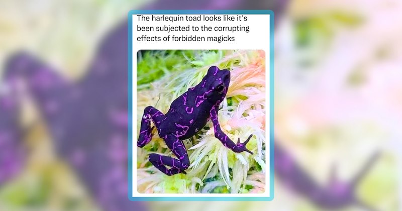 26 amphibian animal memes | thumbnail includes one meme including ''