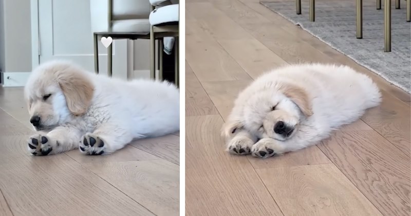 Pictures of a golden retrievers and video of golden retriever puppy settling in for a nap | Thumbnail includes two pictures of a sleepy golden retriever puppy