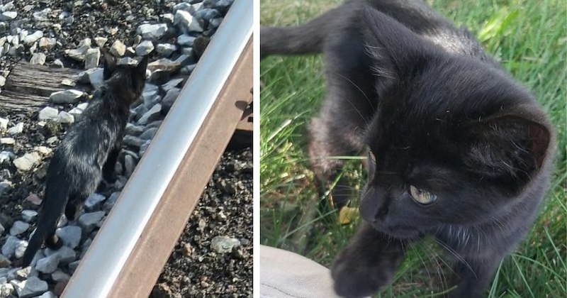 new pokemon wholesome hoomans adoption heartwarming pokemon go cat adoption kitten feline sweet Cat distribution system Cats Cats - 47133189