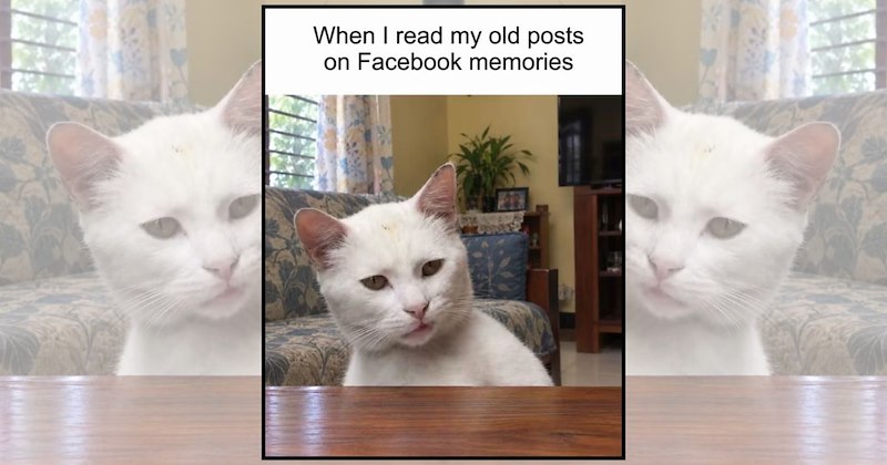 funny cat memes cute cat memes adorable cats wholesome cat memes Cats - 47133445