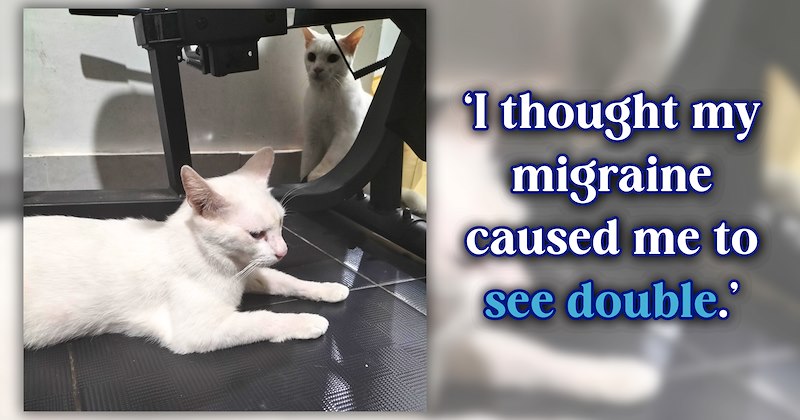 21 text pictures, 2 cat pictures | thumbnail includes 1 picture of cats, and ‘I thought my migraine caused me to see double.’