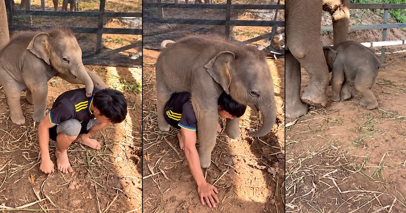 Video and comments of a baby elephant requesting a piggy back ride | Thumbnail includes three pictures of a baby elephant and a man 