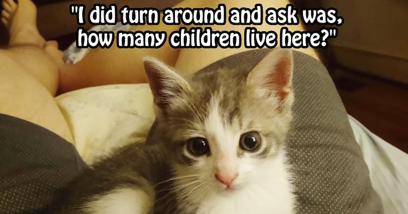 Kidnapped kitten saves 3 children from neglectful mother living in rancid house | thumbnail includes one image which shows a gray and white kitten on lap ‘“I did turn around and ask was, how many children live here?”’