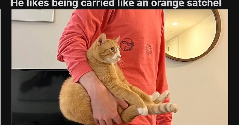 20 Cute Cat Memes fur When You’re Curled Up like Croissant on Couch | thumbnail includes one image which shows a cat curled up being held under persons arm ‘He likes being carries like an orange satchel’