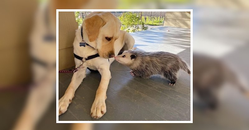 nature friendship wholesome lovely animals friends unlikely cute animals cute unexpected relationships lovely awww friend group animals dynamic duos Animals - 47137285