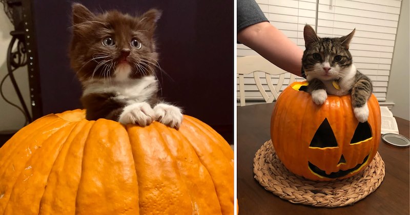 26 pictures of cats | thumbnail includes two pictures of cats